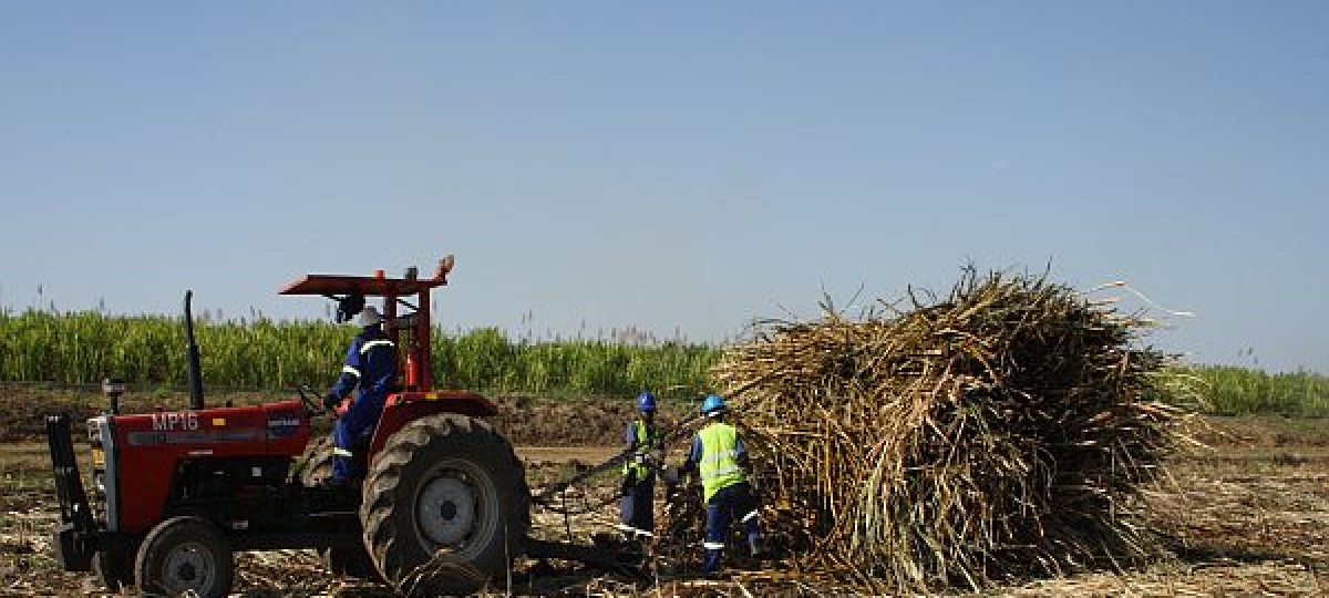 Cane harvesting Malawi