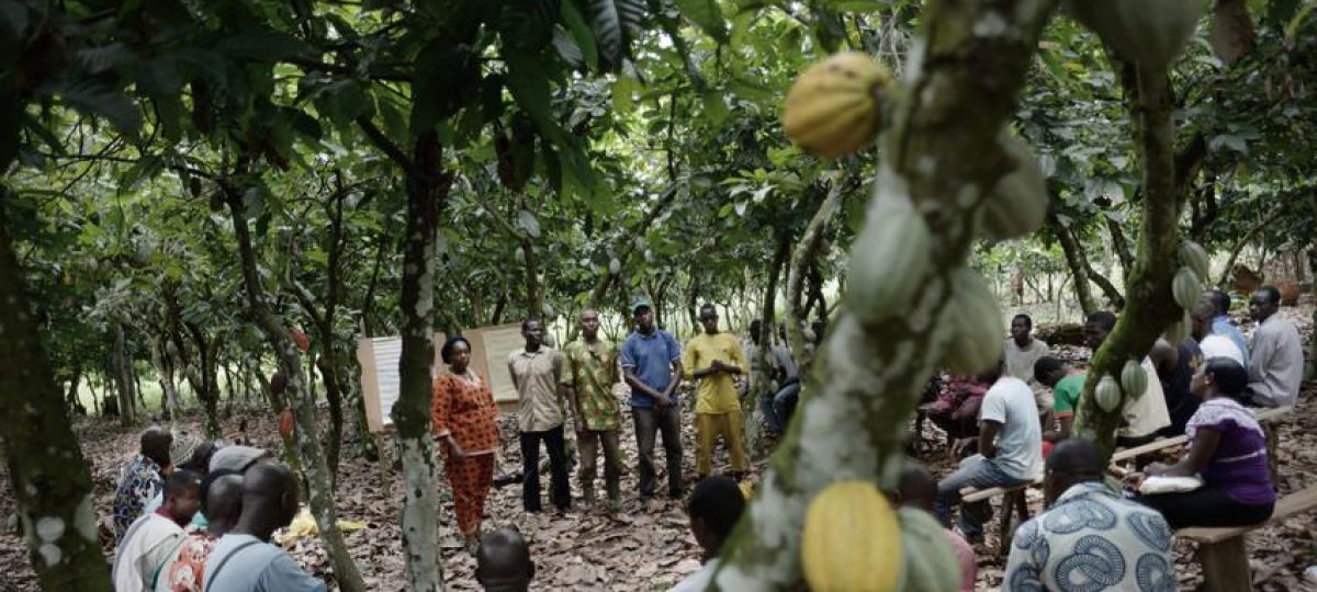 Kadir van Lohuizen Noor - The life of a cocoa bean