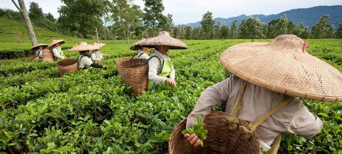 Theeplukkers in china