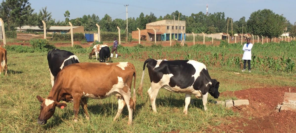 Melkveebedrijf in Kenia met eerste bedrijf van Smart Dariy