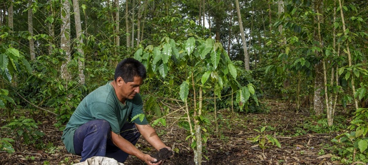 Coffee planting