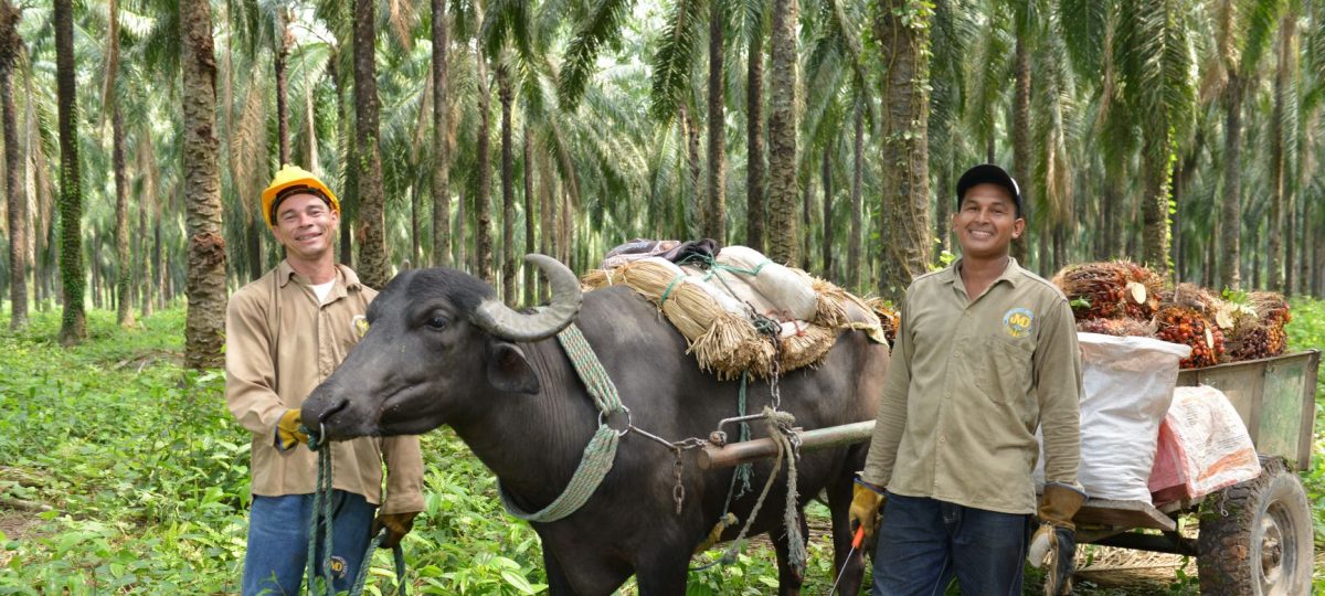 palm oil colombia opinie artikel