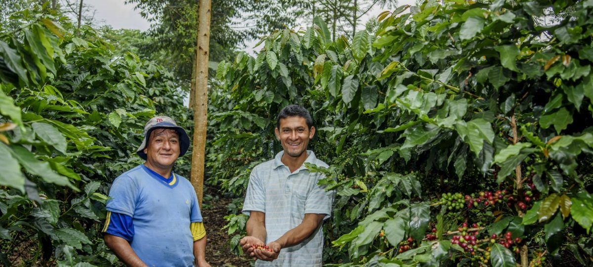 koffie boeren in het veld bij koffiebonen Peru