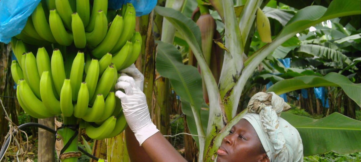 vrouw aan het werk op bananenplantage